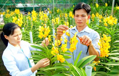 Spring in new rural district of Cu Chi, Ho Chi Minh City - ảnh 1